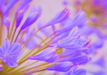 close up of purple flowers with blue leaves, beautiful, dreamy, soft focus, vintage, bokeh, gorgeous, amazing beauty, stunning