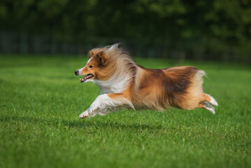 Sheltie dog running in a flight phase. Dog activity. Shetland Sheepdog Breed. 