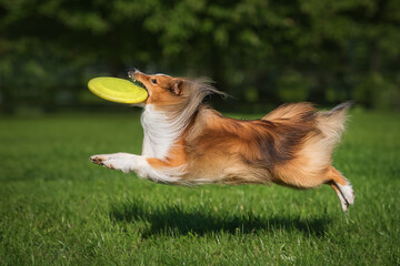 Sheltie dog in flight catches a frisbee disc. Dog activity. Shetland Sheepdog Breed. 