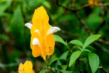 Obraz premium Yellow flower