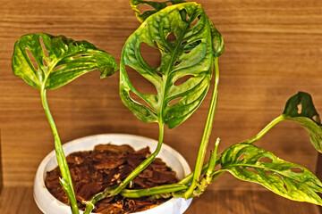 monstera obliqua em vaso branco com casca de pinho