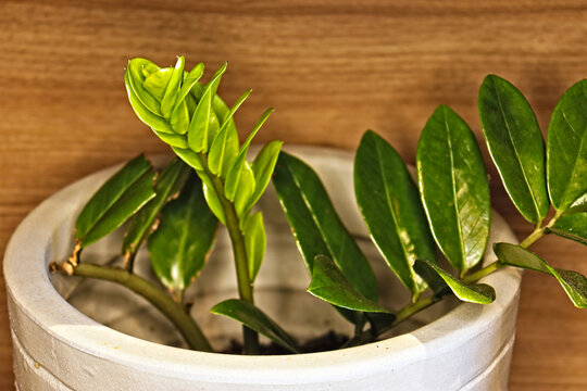 novo galho de Zamioculca zamiifolia