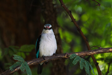 Woodland Kingfisher Perched On Branch Looking (Halcyon senegalensis), Pretoria, South Africa