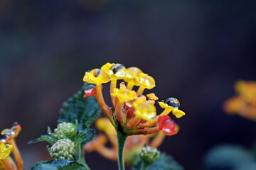 Gotas de lluvia sobre flor de lantana