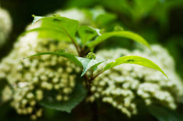葉の上に花が咲き実をつける花筏