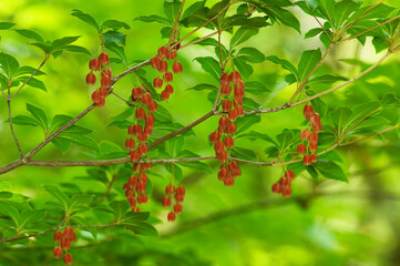 初夏に紅色の花が咲くベニドウダン