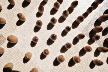 真上から見た沢山のどんぐり