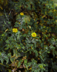 yellow flowers on a green background