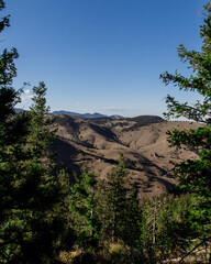 mountain peeking through the trees