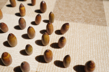 Obraz premium 斜め上から見た可愛いどんぐり