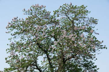 木材は家具などに使われる紫色の桐の花