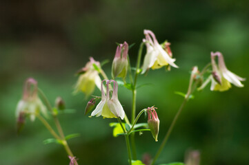 伸びた花がおだまきに似ているヤマオダマキ