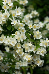 ウメに似た花が咲くバイカウツギ
