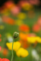 パステルカラーの大きな花を咲かせるポピー