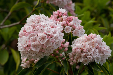 淡紅色の花がたくさん集まって咲くアメリカシャクナゲの花