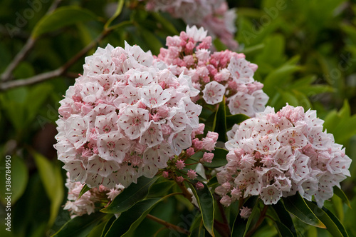 Leinwandbilder 淡紅色の花がたくさん集まって咲くアメリカシャクナゲの花 Ircデータ プロ テクニカ