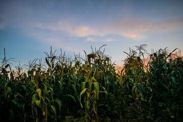 siembras de milpa, maíz de indígenas Guatemala 