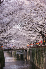 桜満開の目黒川（東京・中目黒）