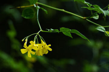 薄黄色の花が咲くウンナンソケイ