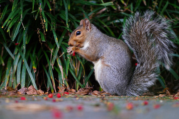 A furry Eastern gray squirrel (sciurus carolinensis) eating red berries in the fall