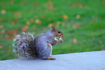 Furry Eastern gray squirrel (sciurus carolinensis) in the grass