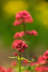一本の軸に多数の紅紫色の花を咲かせるベニカノコソウ