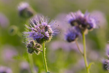 Einzelne lila Blüte Büschelschön vor Blüten im Hintergrund