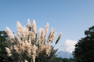 迫力のあるススキと桜島【ネガ調】