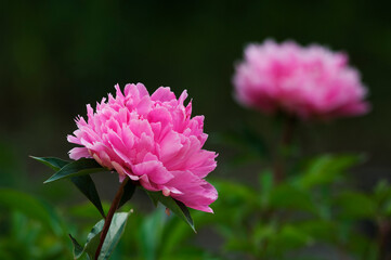 初夏に優雅に香りながらふくよかに花開くシャクヤクの花