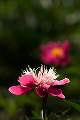 初夏に優雅に香りながらふくよかに花開くシャクヤクの花