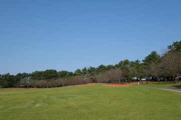 Fototapeta na wymiar 吉野公園の秋に咲く彼岸花の風景