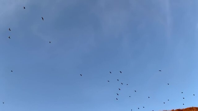 bird silhouette flying circling in the sky, a flock of crows. flock of bird flying in the blue sky birds slow motion video