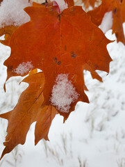 fall colored leaf covered in snow with snow in background