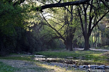 Arroyo con  arboleda