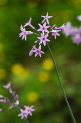 すらりとした立ち姿が美しいピンクの可愛い花の咲くソサエティガーリック