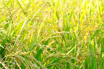 美しい田んぼのイネ