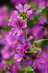 赤紫色の花を咲かせるゼニアオイの花