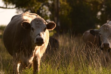 cow and sunset
