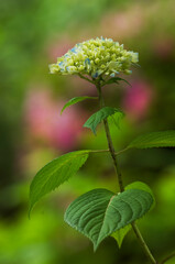 初夏に綺麗な手毬状の花が咲く紫陽花