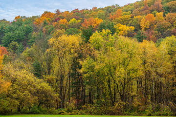 Obraz premium autumn in the forest