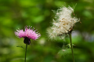 紫色の花が咲きとげもあるアザミ