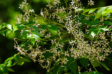 薬用植物としても知られる白い花のセンダン