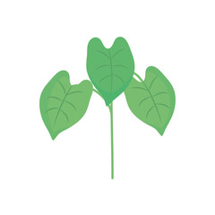 plant leaves nature foliage decoration