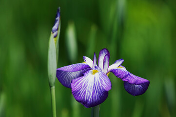 紫色の美しい花が咲く花菖蒲