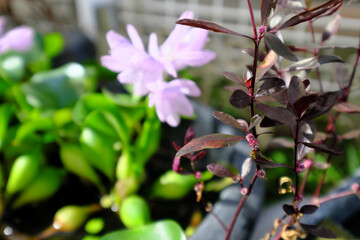 赤い植物の奥に見える紫色のホテイアオイ花