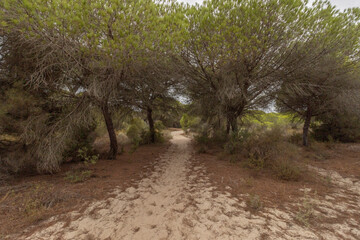 el parque nacional  de doñana, en la provincia de Huelva,  España. Naturaleza pura, con pinares, dunas, caminos de arena , vegetacion verde y animales de todas las clases