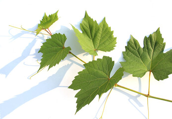 close up fresh Green grape leaves isolated on white background