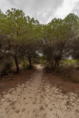 Fototapeta na wymiar el parque nacional de doñana, en la provincia de Huelva, España. Naturaleza pura, con pinares, dunas, caminos de arena , vegetacion verde y animales de todas las clases
