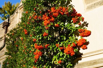 Fototapeta na wymiar Pyracantha (firethorn) branch with red berry pomes