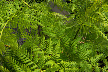 Exotic flora. Natural texture and pattern. Closeup view of Pteris tremula, also known as Australian brake fern, beautiful green fronds and foliage. 
